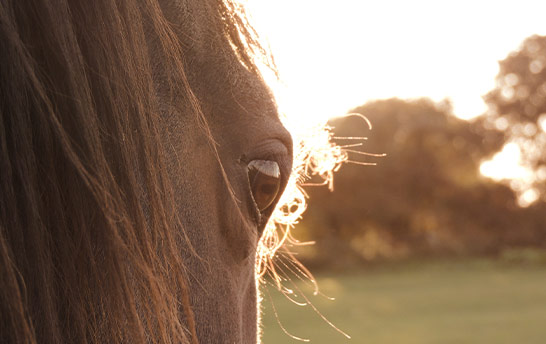 Ruby looking at horses in a field